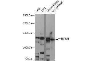 Western blot analysis of extracts of various cell lines, using TRPM8 antibody (ABIN6128838, ABIN6149590, ABIN6149592 and ABIN6216252) at 1:3000 dilution. (TRPM8 anticorps  (AA 880-960))