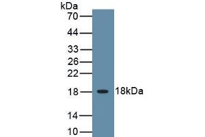 Detection of Recombinant IL3, Canine using Polyclonal Antibody to Interleukin 3 (IL3) (IL-3 anticorps  (AA 24-143))