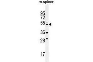 TTC23L Antibody (C-term) western blot analysis in mouse spleen tissue lysates (35 µg/lane). (TTC23L anticorps  (C-Term))