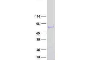 Validation with Western Blot (TSTD2 Protein (Myc-DYKDDDDK Tag))