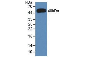 Western Blot; Sample: Recombinant a1AGP, Rat. (ORM1 anticorps  (AA 19-186))