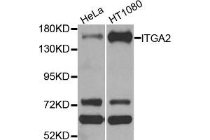Western blot analysis of extracts of various cell lines, using ITGA2 antibody (ABIN5974459) at 1/1000 dilution. (ITGA2 anticorps)