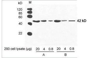 Western Blotting (WB) image for anti-Actin, beta (ACTB) antibody (ABIN962807)