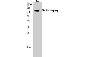 Western Blot analysis of 453 cells using PI 3-kinase p85β Polyclonal Antibody diluted at 1:500. (PIK3R2 anticorps)