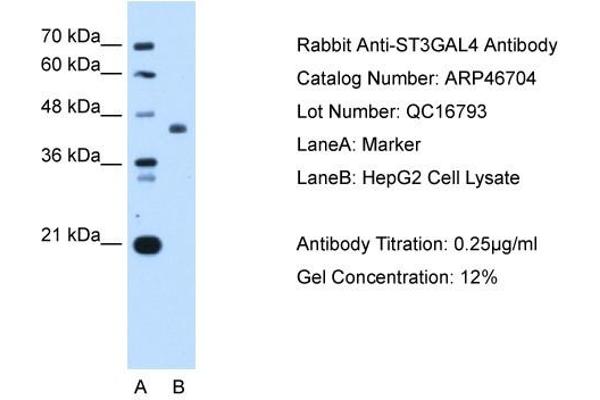 ST3GAL4 anticorps  (Middle Region)