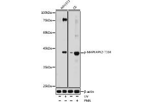 Western blot analysis of extracts of various cell lines, using Phospho-MAPKAPK-2/MK2-T334 antibody (ABIN6135260, ABIN6136144, ABIN6136145 and ABIN6225607) at 1:1000 dilution. (MAPKAP Kinase 2 anticorps  (pThr334))