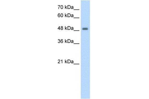 FBXL7 anticorps  (N-Term)