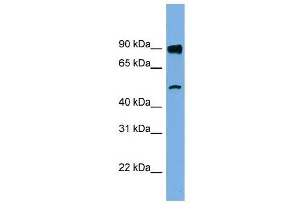 FAM160B1 anticorps  (N-Term)