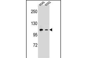 Western Blotting (WB) image for anti-Integrin alpha M (ITGAM) (AA 253-282), (N-Term) antibody (ABIN654625)