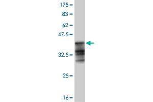 Western Blot detection against Immunogen (37. (HEY1 anticorps  (AA 181-288))