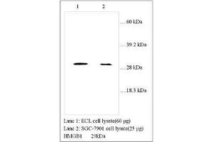Image no. 1 for anti-High Mobility Group Box 1 (HMGB1) (Internal Region) antibody (ABIN791338) (HMGB1 anticorps  (Internal Region))