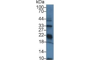 Detection of GPX3 in Rat Kidney lysate using Polyclonal Antibody to Glutathione Peroxidase 3, Plasma (GPX3) (GPX3 anticorps  (AA 3-72))