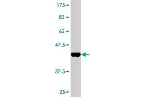 Western Blot detection against Immunogen (35. (CREB1 anticorps  (AA 14-101))