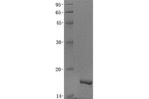 Validation with Western Blot (CRNN Protéine)