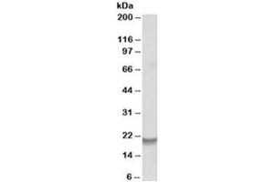 Western blot testing of human bone marrow lysate with Bcl2A1 antibody at 0. (BCL2A1 anticorps)