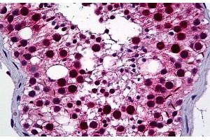 Human Testis: Formalin-Fixed, Paraffin-Embedded (FFPE) (NEK2 anticorps  (AA 331-445))