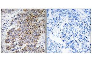 Immunohistochemistry (IHC) image for anti-Carbohydrate Sulfotransferase 10 (CHST10) (Internal Region) antibody (ABIN1850990) (CHST10 anticorps  (Internal Region))