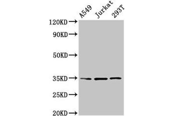 MAGEA3 anticorps  (AA 2-104)