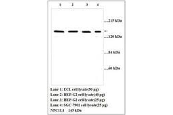 NPC1L1 anticorps  (AA 596-610)