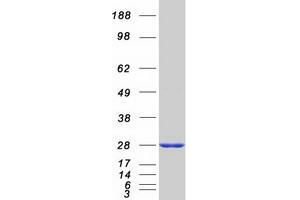 Validation with Western Blot (NUDT16L1 Protein (Myc-DYKDDDDK Tag))