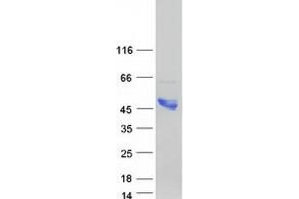 PRAS40 Protein (Transcript Variant 3) (Myc-DYKDDDDK Tag)