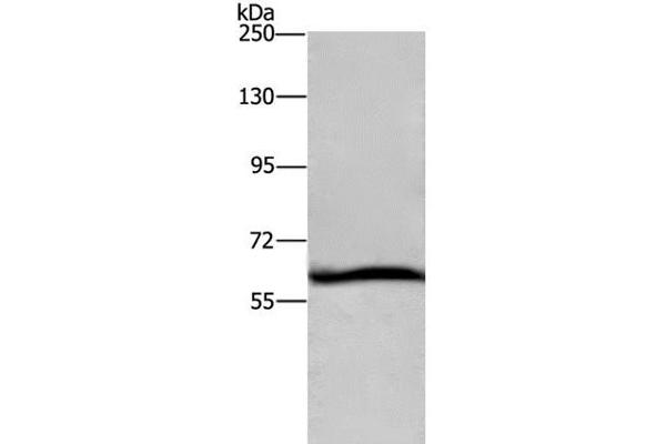 DCP1A anticorps