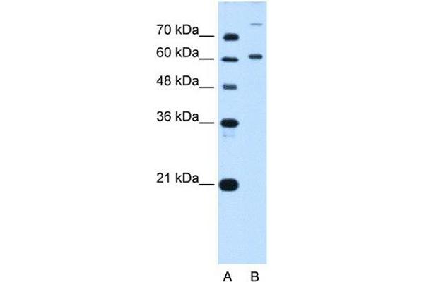 BMP2K anticorps  (C-Term)