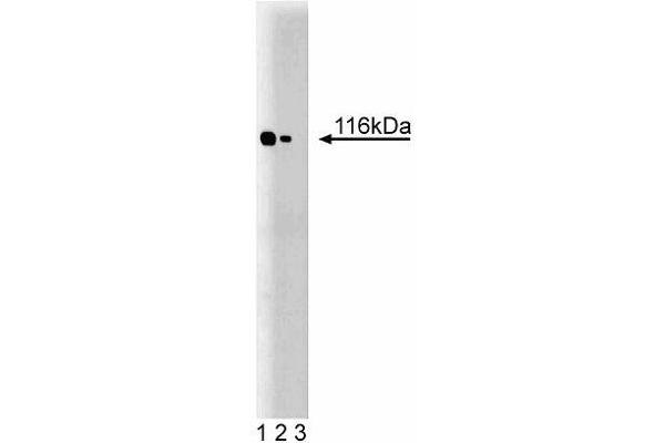 TAO Kinase 2 anticorps  (AA 352-550)