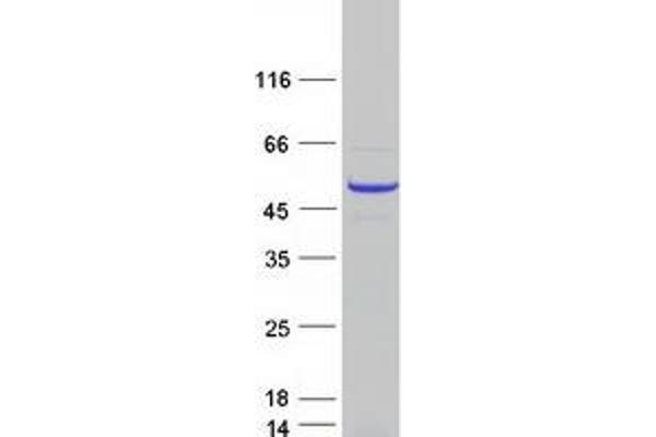 RBBP7 Protein (Myc-DYKDDDDK Tag)