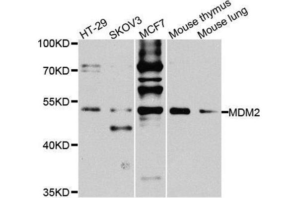 MDM2 anticorps  (AA 130-230)