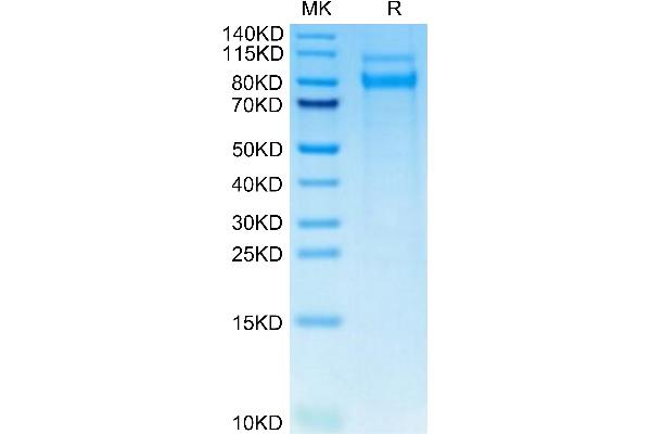 CLEC14A Protein (AA 22-386) (His tag)