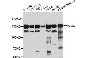 Western blot analysis of extracts of various cell lines, using MCM2 antibody (ABIN5970415) at 1/1000 dilution. (MCM2 anticorps)