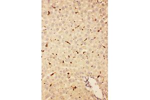 Immunohistochemistry (IHC) image for anti-CD68 Molecule (CD68) (AA 312-326), (Middle Region) antibody (ABIN3044428)