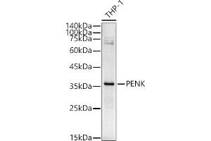 Western blot analysis of extracts of THP-1 cells, using PENK antibody (ABIN6133151, ABIN6145444, ABIN6145445 and ABIN6221906) at 1:540 dilution. (Enkephalin anticorps  (AA 25-267))