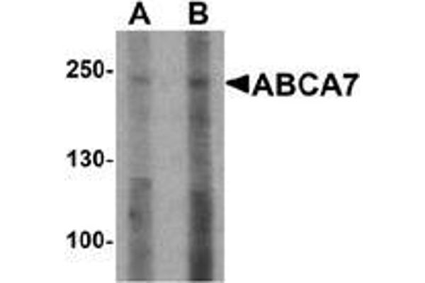 ABCA7 anticorps  (N-Term)
