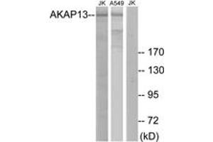 Western blot analysis of extracts from Jurkat/A549 cells, using AKAP13 Antibody. (AKAP13 anticorps  (AA 721-770))