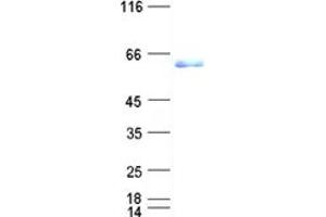 Validation with Western Blot (NCOA1 Protein (His tag))