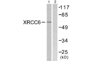 Western Blotting (WB) image for anti-X-Ray Repair Complementing Defective Repair in Chinese Hamster Cells 6 (XRCC6) (C-Term) antibody (ABIN1848904) (XRCC6 anticorps  (C-Term))