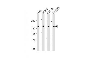 All lanes : Anti-MYPT1 (Ser668) Antibody at 1:4000 dilution Lane 1: Hela whole cell lysate Lane 2: MCF-7 whole cell lysate Lane 3: C2C12 whole cell lysate Lane 4: NIH/3T3 whole cell lysate Lysates/proteins at 20 μg per lane. (PPP1R12A anticorps  (Ser668))