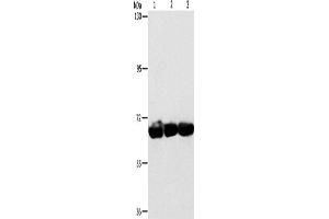 Western Blotting (WB) image for anti-Cytoskeleton-Associated Protein 4 (CKAP4) antibody (ABIN2432850) (CKAP4 anticorps)