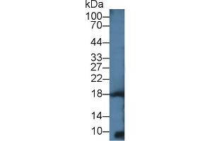 Detection of IL4 in Gallus Lung lysate using Polyclonal Antibody to Interleukin 4 (IL4) (IL-4 anticorps  (AA 26-136))