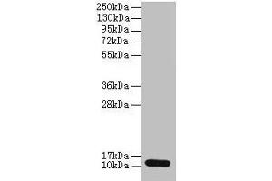 Western blot All lanes: S100A4 antibody at 2 μg/mL + A549 whole cell lysate Secondary Goat polyclonal to rabbit IgG at 1/10000 dilution Predicted band size: 12 kDa Observed band size: 12 kDa (S1A4 (AA 2-101) anticorps)