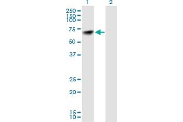 NARS anticorps  (AA 1-548)