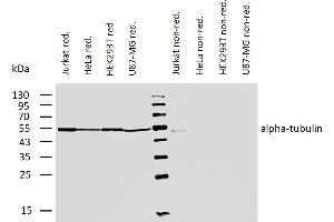 Western Blotting (WB) image for anti-alpha Tubulin (TUBA1) antibody (ABIN93891)