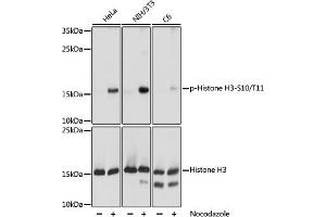 Western blot analysis of extracts of NIH/3T3 cells, using phospho-STK4-T387 pAb (ABIN7267688) at 1:1000 dilution or Histone H3 antibody . (Histone 3 anticorps  (H3S10p, H3T11p))