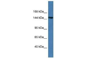 Western Blot showing MAGI2 antibody used at a concentration of 1 ug/ml against 293T Cell Lysate (MAGI2 anticorps  (N-Term))