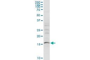 SUB1 monoclonal antibody (M12), clone 2G3. (SUB1 anticorps  (AA 32-124))