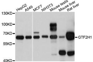 Western blot analysis of extracts of various cell lines, using GTF2H1 antibody. (GTF2H1 anticorps)