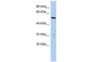 TMEM161B antibody used at 1 ug/ml to detect target protein. (TMEM161B anticorps  (N-Term))