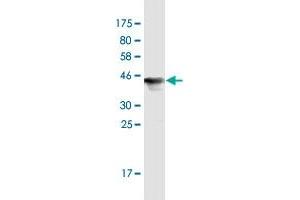 Western Blot detection against Immunogen (45. (UBE2M anticorps  (AA 1-183))